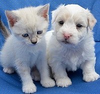 kitten & puppy